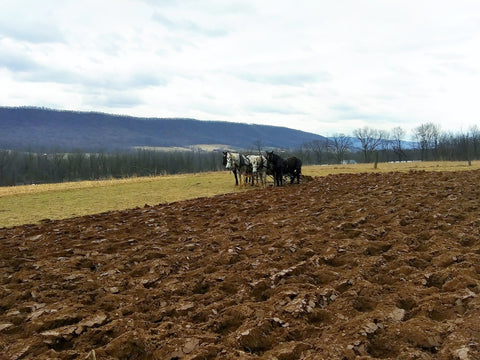 Franklin Sustainable Farms