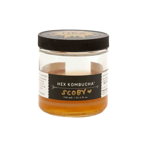 Kombucha - SCOBY