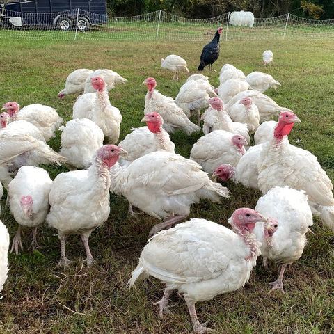 10- 15 lbs Turkey (Down Payment)
