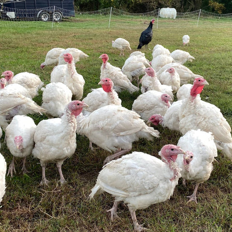 15 - 20 lbs Turkey (Down Payment)